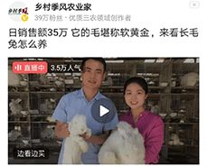 蒙陰長(zhǎng)毛兔采毛方法與注意事項(xiàng)，你了解嗎