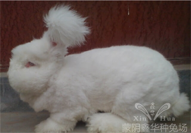 長(zhǎng)毛種兔