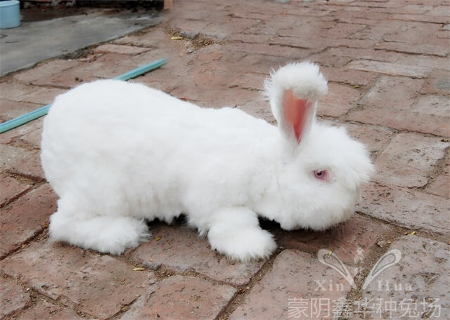 長(zhǎng)毛種兔