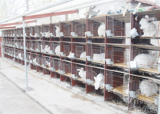 長(zhǎng)毛種兔