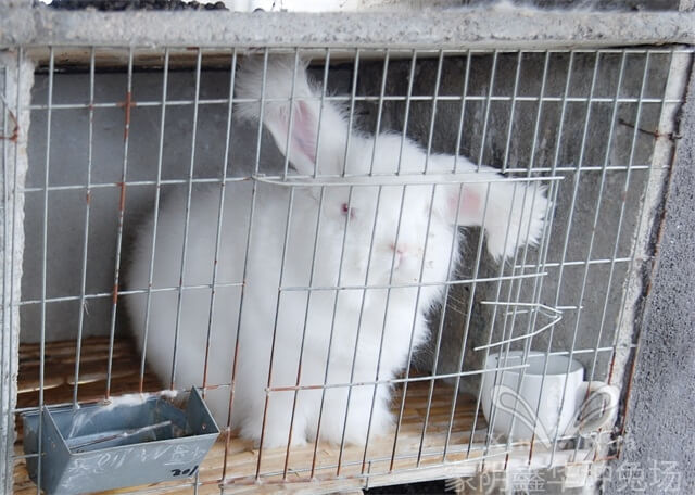 長(zhǎng)毛種兔