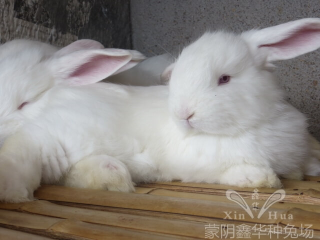 長(zhǎng)毛兔養(yǎng)殖