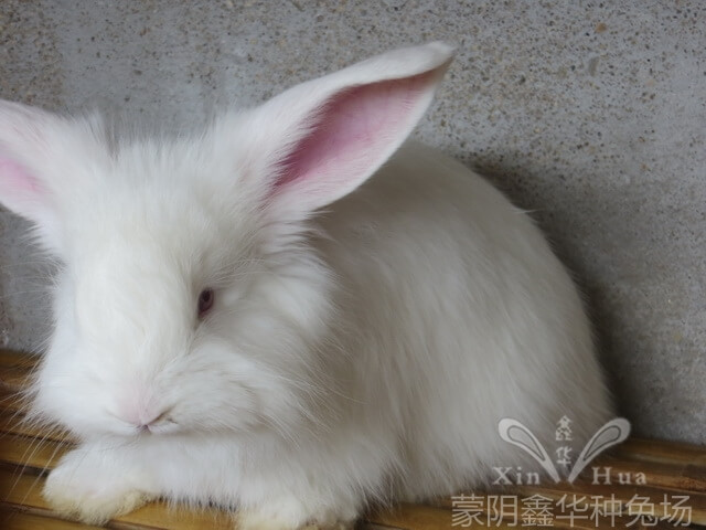 長(zhǎng)毛兔養(yǎng)殖
