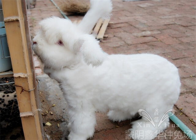 長毛兔養(yǎng)殖