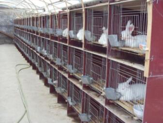 巨型安哥拉兔一只？怎么養(yǎng)？