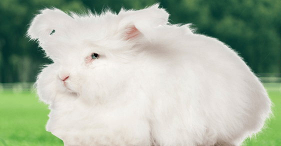 長毛兔拔毛怎么拔？