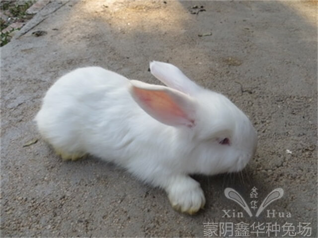 安哥拉長毛兔剪毛的方法及流程！