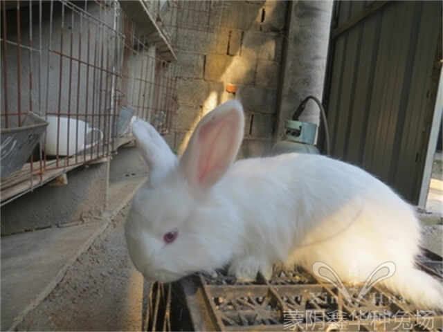 介紹夏季長毛兔的養殖方法