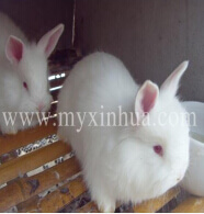 養兔我們需要每日做什么？