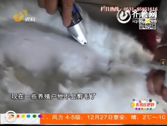 長毛兔選擇散養會面臨什么問題？