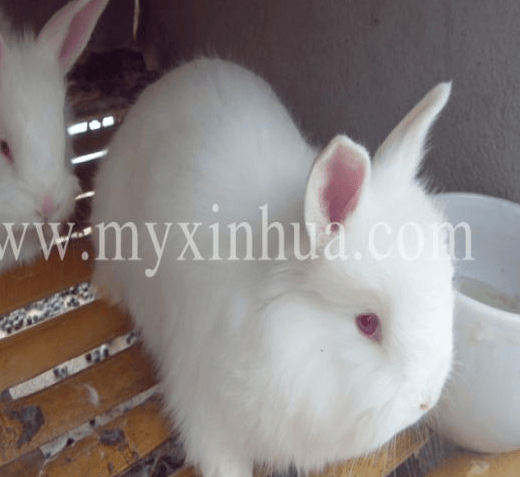 簡單了解下兔子的喂養事項