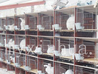 珍珠兔為什么比較受歡迎？