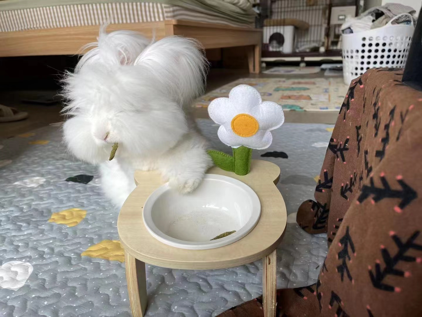 養長毛兔顯著的優勢有什么？