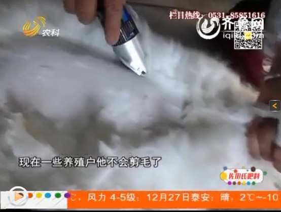 在冬季和夏季，長毛兔和家兔都有不同的處理方法。